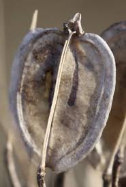 Attēlu rezultāti vaicājumam “Heracleum sphondylium subsp. sibiricum fruit”