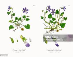 Attēlu rezultāti vaicājumam “Viola riviniana flower”