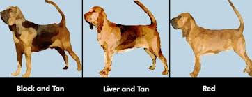 Image result for Carlisle BloodHounds