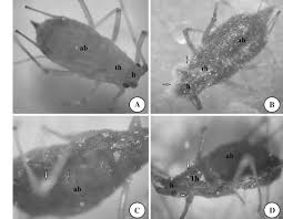 Attēlu rezultāti vaicājumam “Acyrthosiphon”