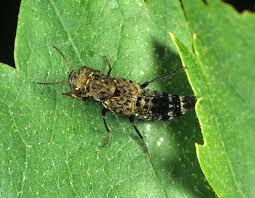 Attēlu rezultāti vaicājumam “Ontholestes murinus”