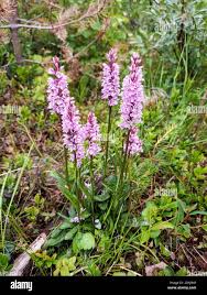 Attēlu rezultāti vaicājumam “Dactylorhiza maculata”