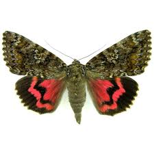 Attēlu rezultāti vaicājumam “Catocala sponsa”