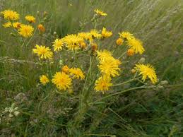 Attēlu rezultāti vaicājumam “Crepis biennis”