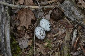 Attēlu rezultāti vaicājumam “Caprimulgus europaeus eggs”