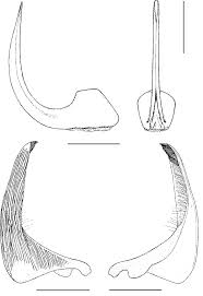 Attēlu rezultāti vaicājumam “Ilybius sp.”