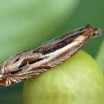 Attēlu rezultāti vaicājumam “Ancylis apicella”