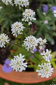Image result for Iberis umbellata