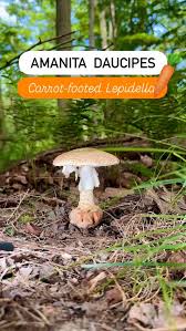 Attēlu rezultāti vaicājumam “Mycosphaerella millegrana”