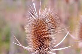 Image result for Dipsacus laciniatus