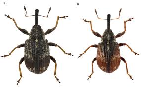 Attēlu rezultāti vaicājumam “Anthonomus phyllocola”