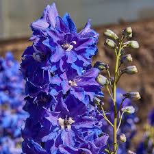 Image result for Delphinium