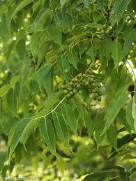 Attēlu rezultāti vaicājumam “Phellodendron amurense”