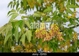 Attēlu rezultāti vaicājumam “Acer negundo fruit”