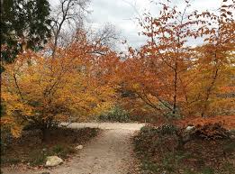 Attēlu rezultāti vaicājumam “Carpinus caroliniana”