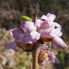 Attēlu rezultāti vaicājumam “Daphne mezereum flower”