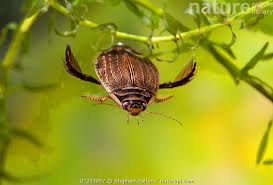 Attēlu rezultāti vaicājumam “Acilius sulcatus female”