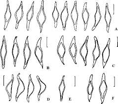 Attēlu rezultāti vaicājumam “Anas platyrhynchos eggs”