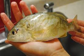 Image result for Leiostomus xanthurus