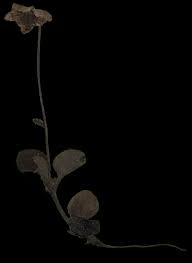 Attēlu rezultāti vaicājumam “Moneses uniflora”