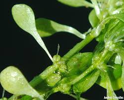 Attēlu rezultāti vaicājumam “Callitrichaceae”