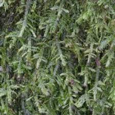 Attēlu rezultāti vaicājumam “Neckera complanata sporophyte”