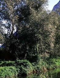 Attēlu rezultāti vaicājumam “Salix x fragilis”