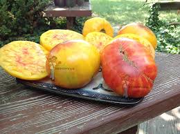 Afbeeldingsresultaat voor blushing yellow tomato