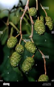 Attēlu rezultāti vaicājumam “Alnus glutinosa fruit”