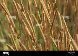 Attēlu rezultāti vaicājumam “Phleum phleoides fruit”