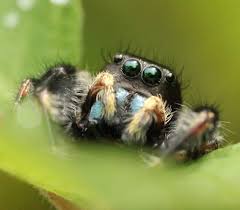 Attēlu rezultāti vaicājumam “Salticidae”