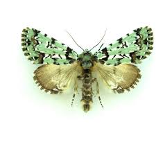 Attēlu rezultāti vaicājumam “Conistra rubiginea”