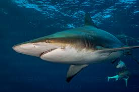 Image result for Carcharhinus limbatus