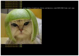 Image result for limecat