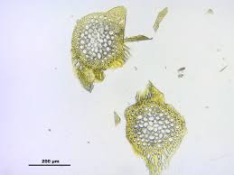 Attēlu rezultāti vaicājumam “Palustriella falcata”