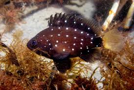 Image result for Hyporthodus niveatus