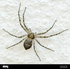 Attēlu rezultāti vaicājumam “Philodromidae”