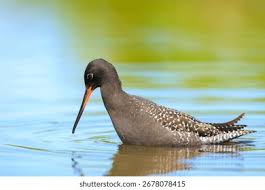 Image result for Tringa erythropus