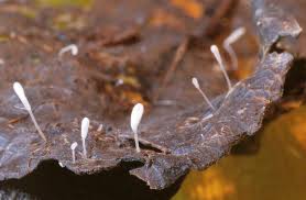 Attēlu rezultāti vaicājumam “Typhula setipes”