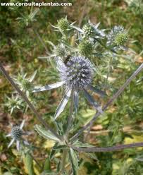 Attēlu rezultāti vaicājumam “Eryngium planum leaf”