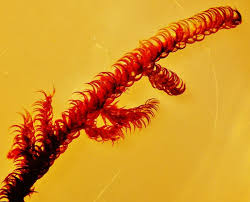 Attēlu rezultāti vaicājumam “Scorpidium revolvens”