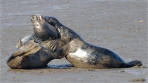 Attēlu rezultāti vaicājumam “Halichoerus grypus”