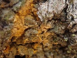 Attēlu rezultāti vaicājumam “Acalitus longisetosus”