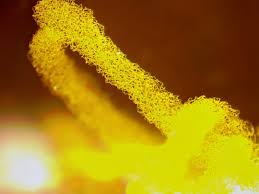 Attēlu rezultāti vaicājumam “Collaria rubens”