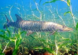 Image result for Esox masquinongy