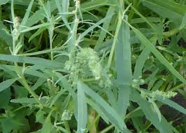 Attēlu rezultāti vaicājumam “Atriplex littoralis fruit”