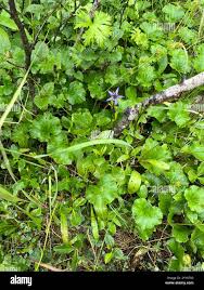 Attēlu rezultāti vaicājumam “Swertia perennis leaf”
