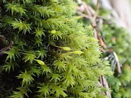 Attēlu rezultāti vaicājumam “Acrocarpous mosses”