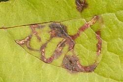 Attēlu rezultāti vaicājumam “Platyptilia gonodactyla”