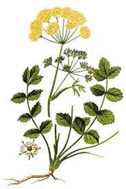Image result for Pimpinella saxifraga